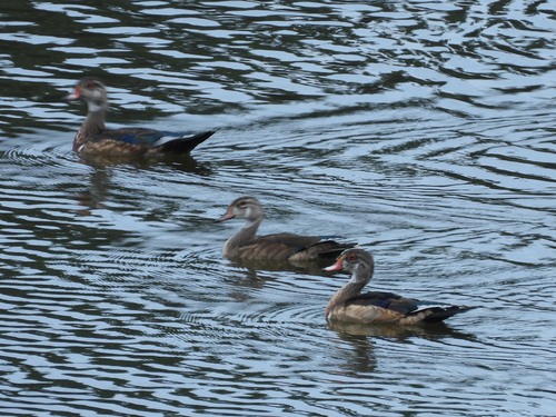 Wood Duck