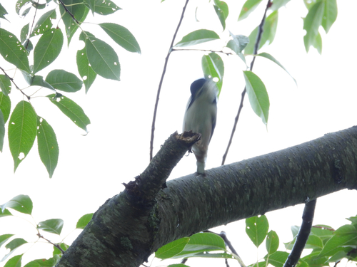 White-breasted Nuthatch