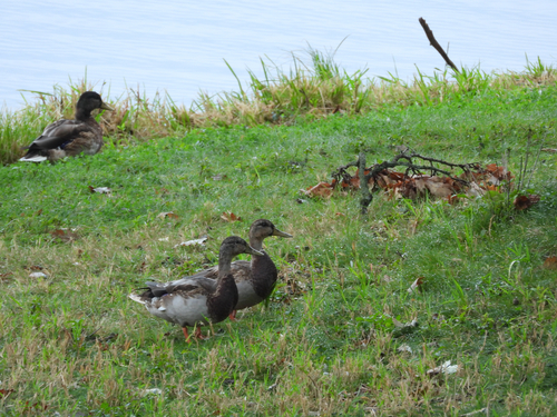 Mallard