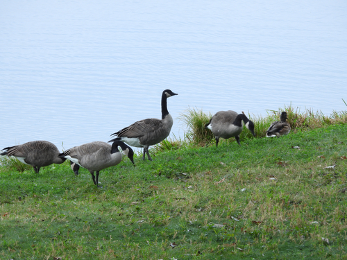Canada Goose