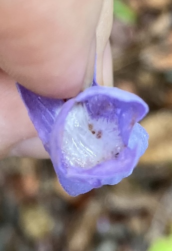 Jacaranda copaia, photograph 2