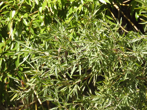 Salix exigua, photograph 6