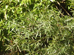 Salix exigua, photograph author not stated, no rights reserved