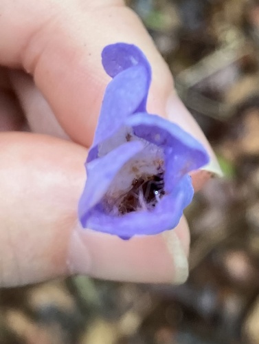 Jacaranda copaia, photograph 3