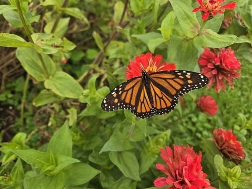 Monarch