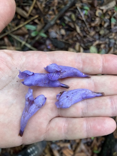 Jacaranda copaia (Jacaranda copaia)