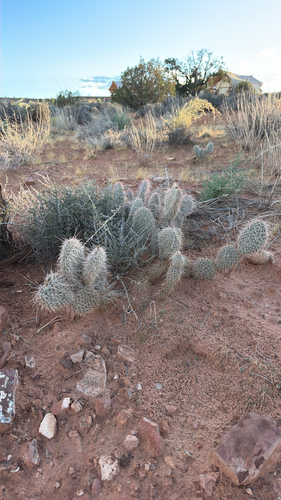 Navajo Bridge Pricklypear