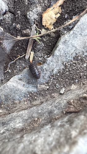 Common Pill Woodlouse