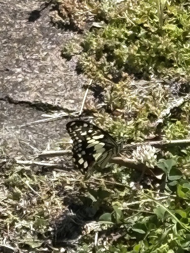 Lime Swallowtail