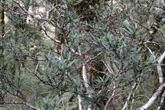 Pseudopanax linearis