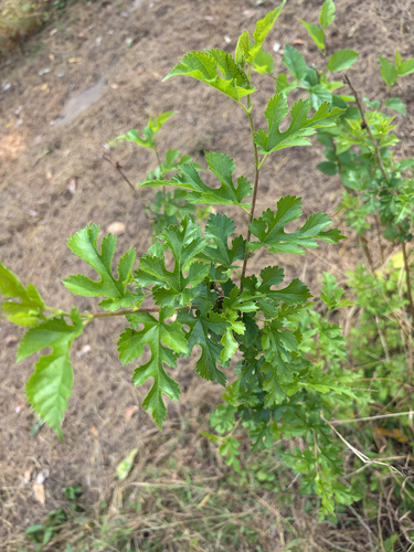 white mulberry