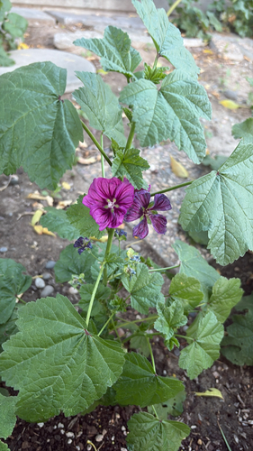 Common Mallow