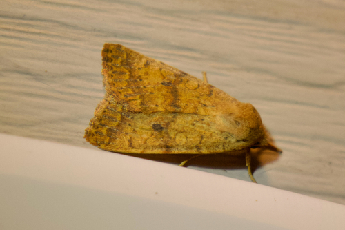 Bicolored Sallow