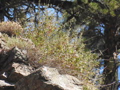Ribes cereum, photograph author not stated, no rights reserved