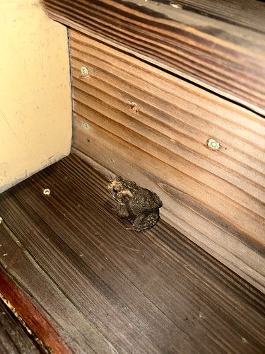 American Toad