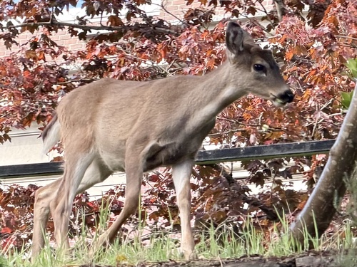 Sitka Black-tailed Deer
