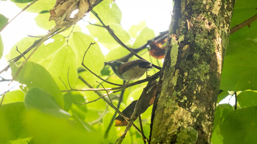 Stachyris erythroptera observed 2026-09-14