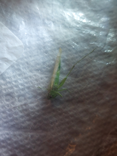 Slender Meadow Katydid