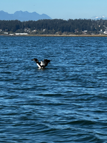 Common Loon
