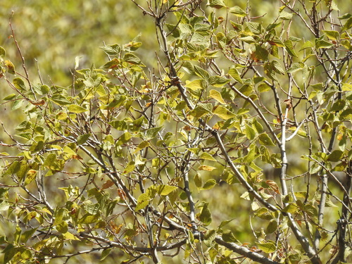 Celtis reticulata, photograph 6