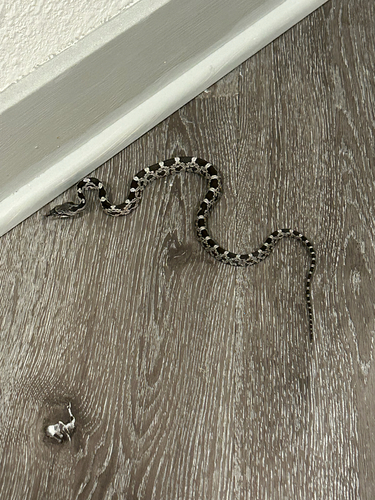 Central Ratsnake