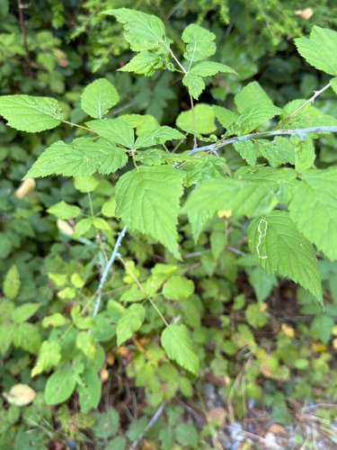 whitebark raspberry