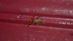 Pacificanthia consors