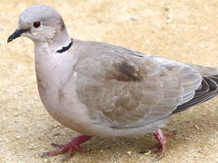 Streptopelia decaocto