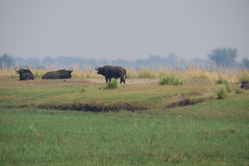 Cape Buffalo