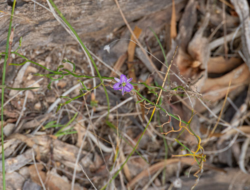 Thysanotus patersonii, photograph 3