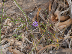 Thysanotus patersonii, photograph (c) Carmon, some rights reserved (CC BY-SA)