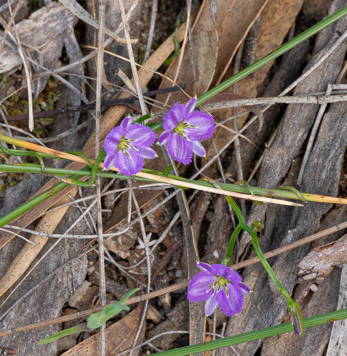 Thysanotus patersonii, photograph 1