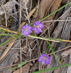 Thysanotus patersonii, photograph (c) Carmon, some rights reserved (CC BY-SA)
