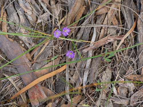 Thysanotus patersonii, photograph 2