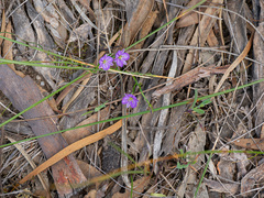 Thysanotus patersonii, photograph (c) Carmon, some rights reserved (CC BY-SA)