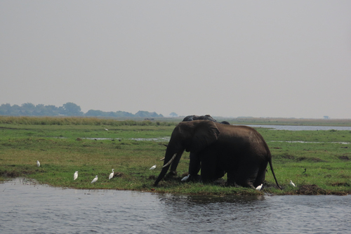 African Savanna Elephant
