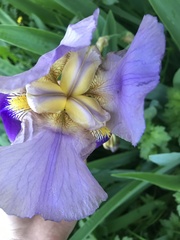Iris × germanica