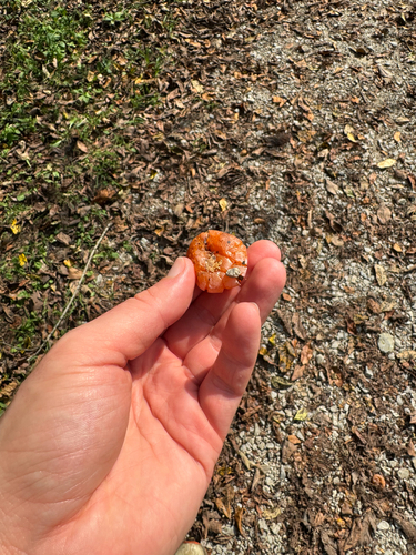American persimmon