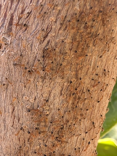 Destroyer Ant