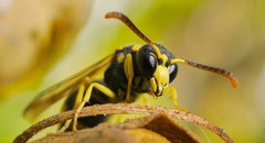 Ancistrocerus auctus