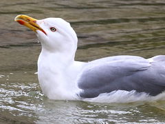 Larus michahellis
