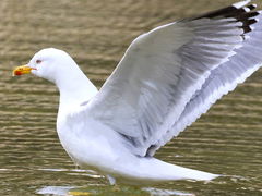 Larus michahellis