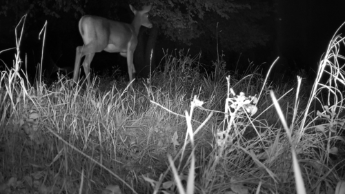 White-tailed Deer