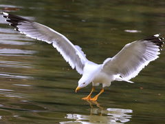 Larus michahellis