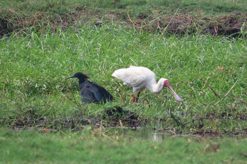 Black Heron