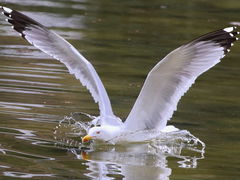 Larus michahellis