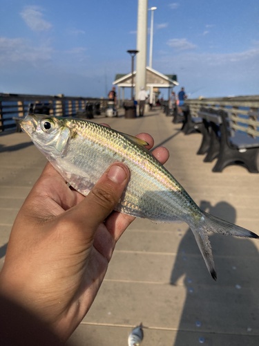 Atlantic Thread Herring