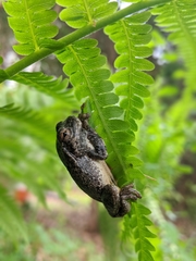 Hyla versicolor