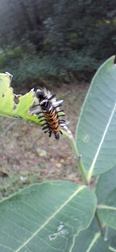 Milkweed Tussock Moth