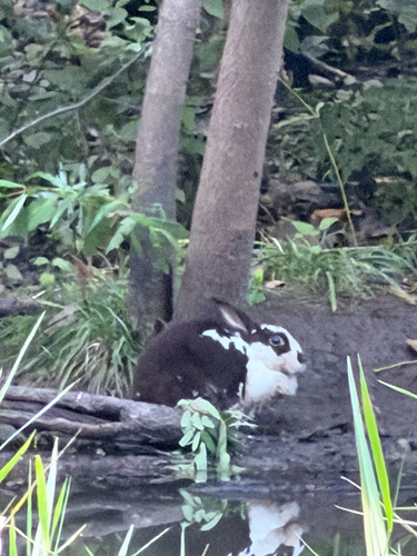 Domestic Rabbit